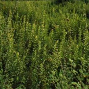 Sisline Thee Blad Heel (lippia multiflora chevalier).